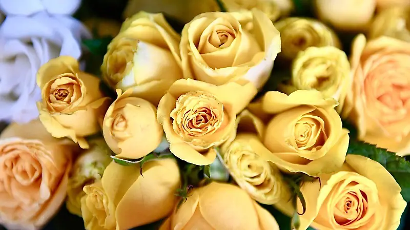 Flores amarillas